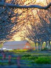 Fāng Chénlín Xuěyán