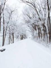 The Wife of My Heart