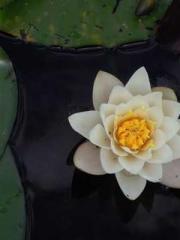 A Second Marriage Mo