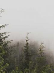 Super husband Lin Xi