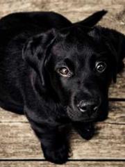 My pets are all amaz