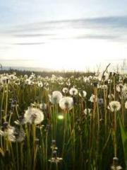 The Heavenly Physici