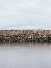 Li Qingqing and Zhao