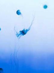 Wang Xuan Mu Qingyue