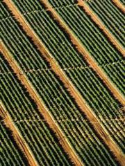 A wife hopes to rema