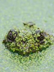 Lin Feng Lin Yun Yao