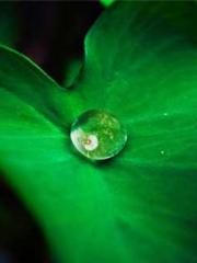 lt;Dragon King Legen