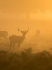 Rong Shao Nan Ning Y