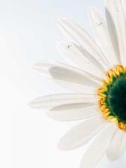 Ling Hao Qin Yuxin R