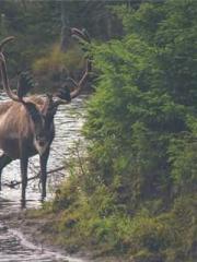 Su He Huo Chen Xi Fu