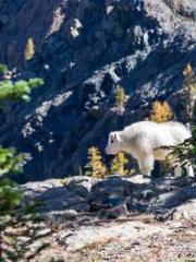 The young masterapos