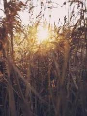 Jiang Mingzhu Zhou L