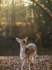 The wife wishes to b